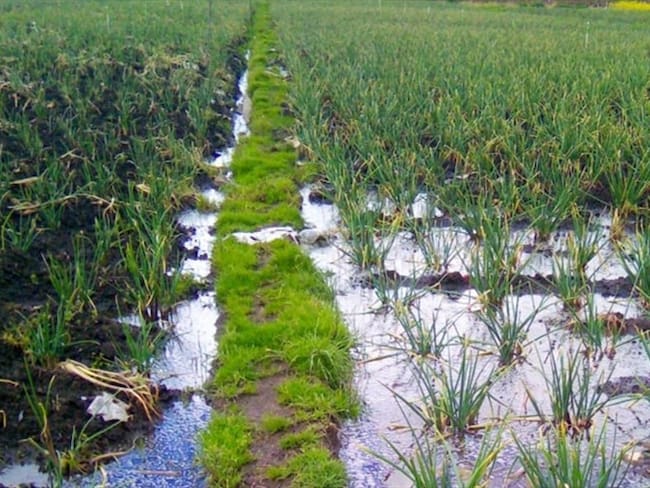En época de invierno, los agricultores señalan que las aguas del Olarte deben seguir su curso al río Upía.. Foto: W