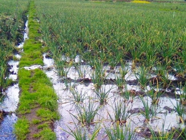 En época de invierno, los agricultores señalan que las aguas del Olarte deben seguir su curso al río Upía.. Foto: W