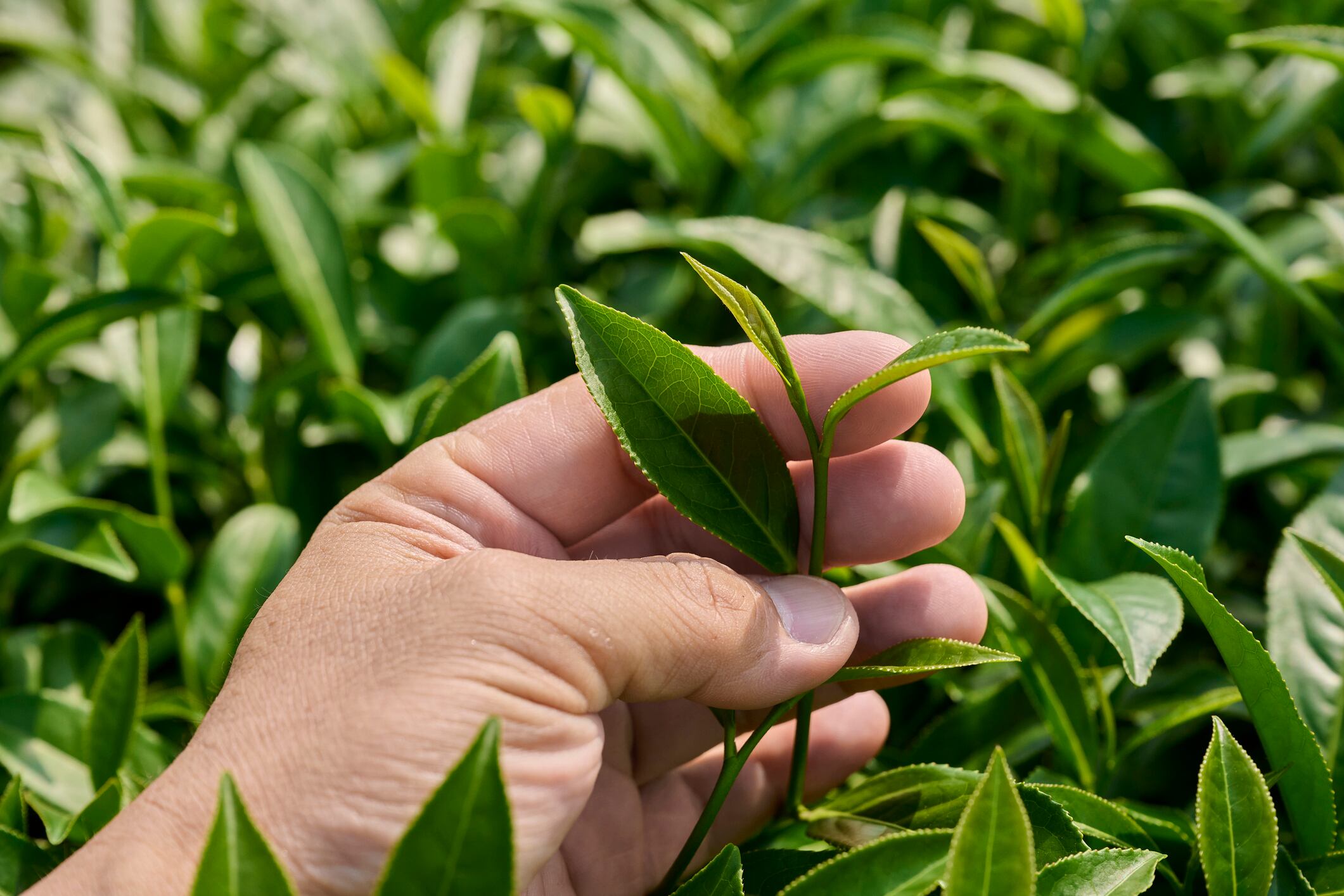 Hoja de té podría crecer en la Luna igual que en la Tierra, según científicos: ¿qué significa?