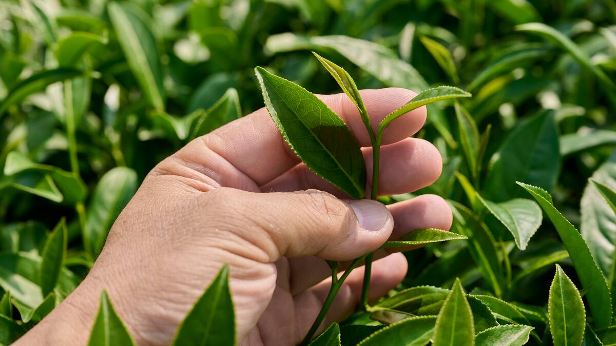 Hoja de té podría crecer en la Luna igual que en la Tierra, según científicos: ¿qué descubrieron?
