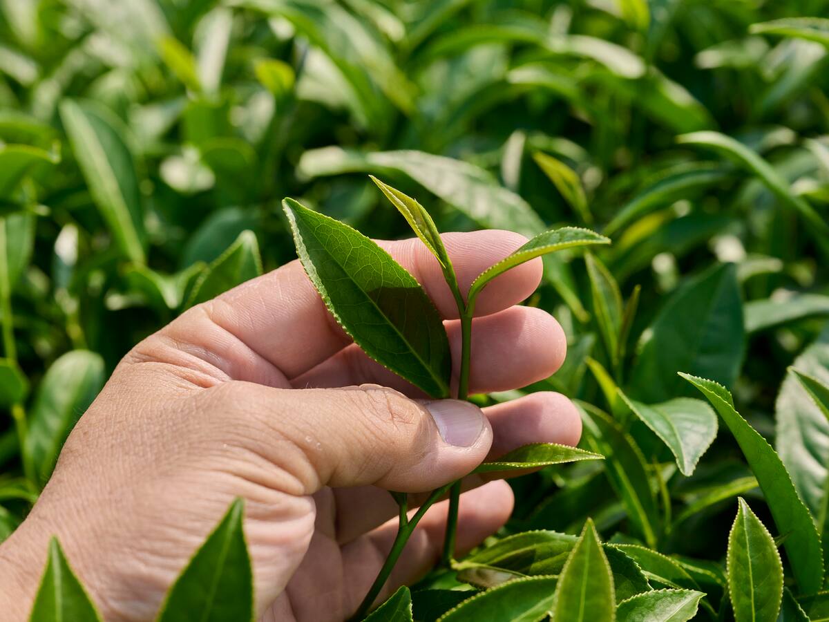 Hoja de té podría crecer en la Luna igual que en la Tierra, según científicos: ¿qué significa?