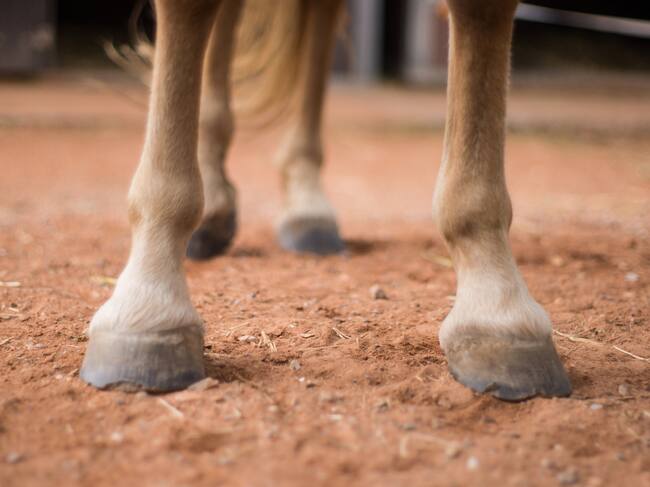 Imagen de referencia de caballo. Foto: Getty Images.