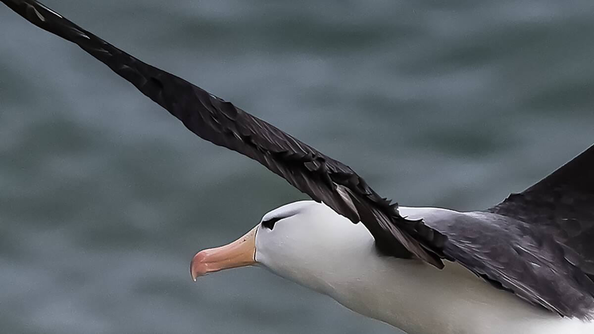 Científico mexicano transporta aves más de 6.000 km y les encuentra padres adoptivos