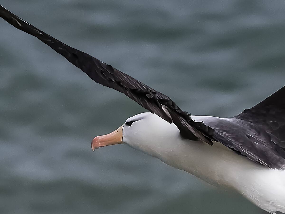 Científico mexicano transporta aves más de 6.000 km y les encuentra padres adoptivos