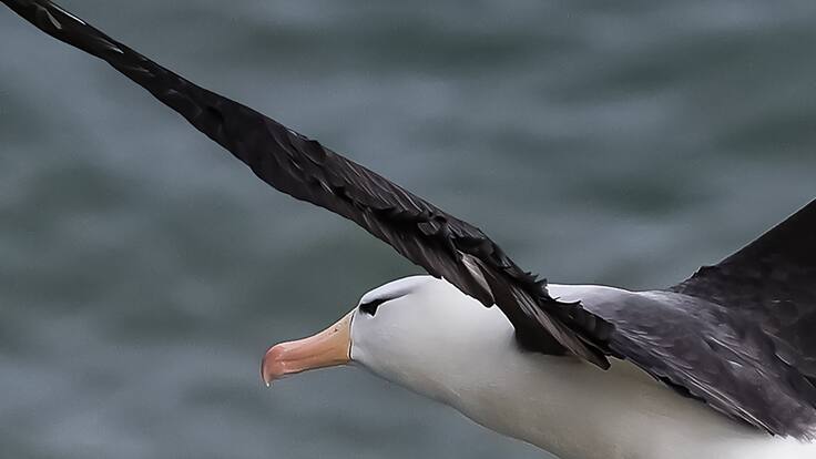 Científico mexicano transporta aves más de 6.000 km y les encuentra padres adoptivos
