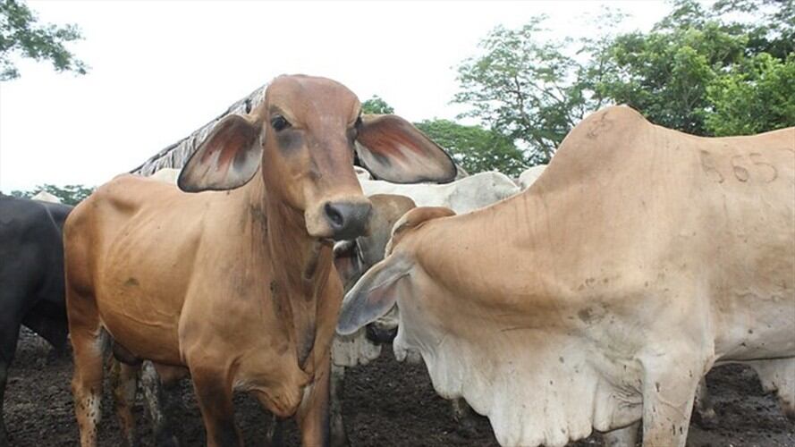 Se confirma la reapertura del mercado de carne bovina con Rusia. Foto: Colprensa