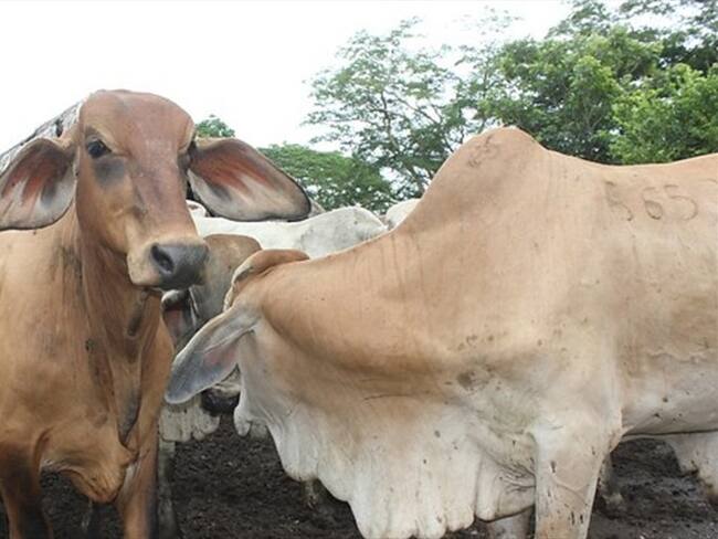 Se confirma la reapertura del mercado de carne bovina con Rusia. Foto: Colprensa