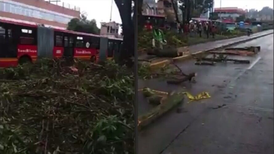 Tala de árboles para ampliar una estación de Transmilenio. Foto: Captura de pantalla video