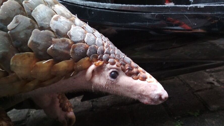 Pangolín, animal en vía de extinción. Foto: Getty Images