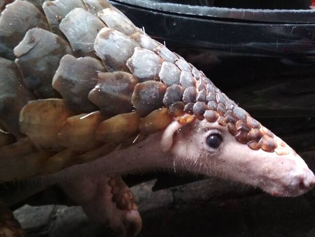 Pangolín, animal en vía de extinción. Foto: Getty Images