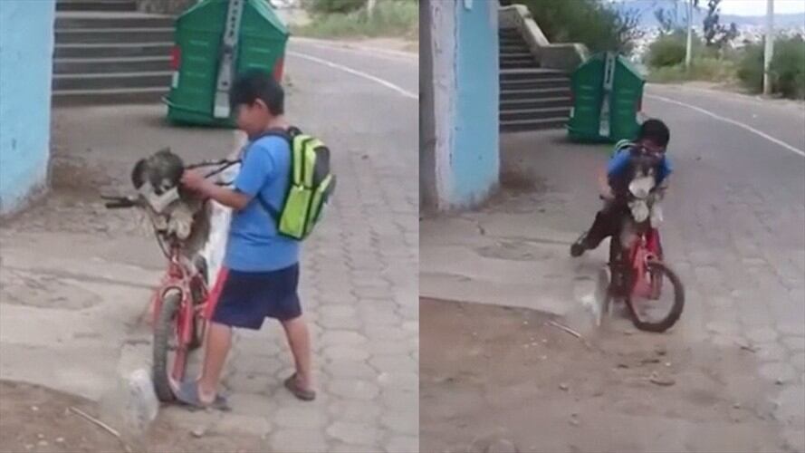 La pandemia ha sido un momento dificil para todo el mundo, sin embargo, también ha dejado imágenes y situaciones tiernas e interesantes. Foto: Captura de Pantalla
