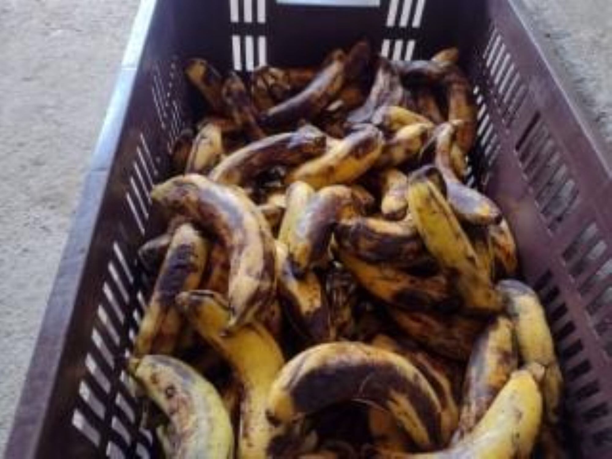 Esta es la fruta que reciben los estudiantes/ Edilfonso Orozco 