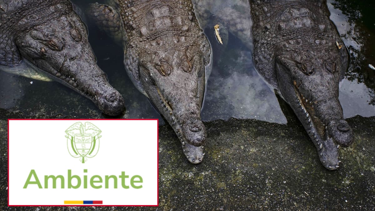 Denuncia por mal cuidado de cocodrilos en peligro en vía de extinción