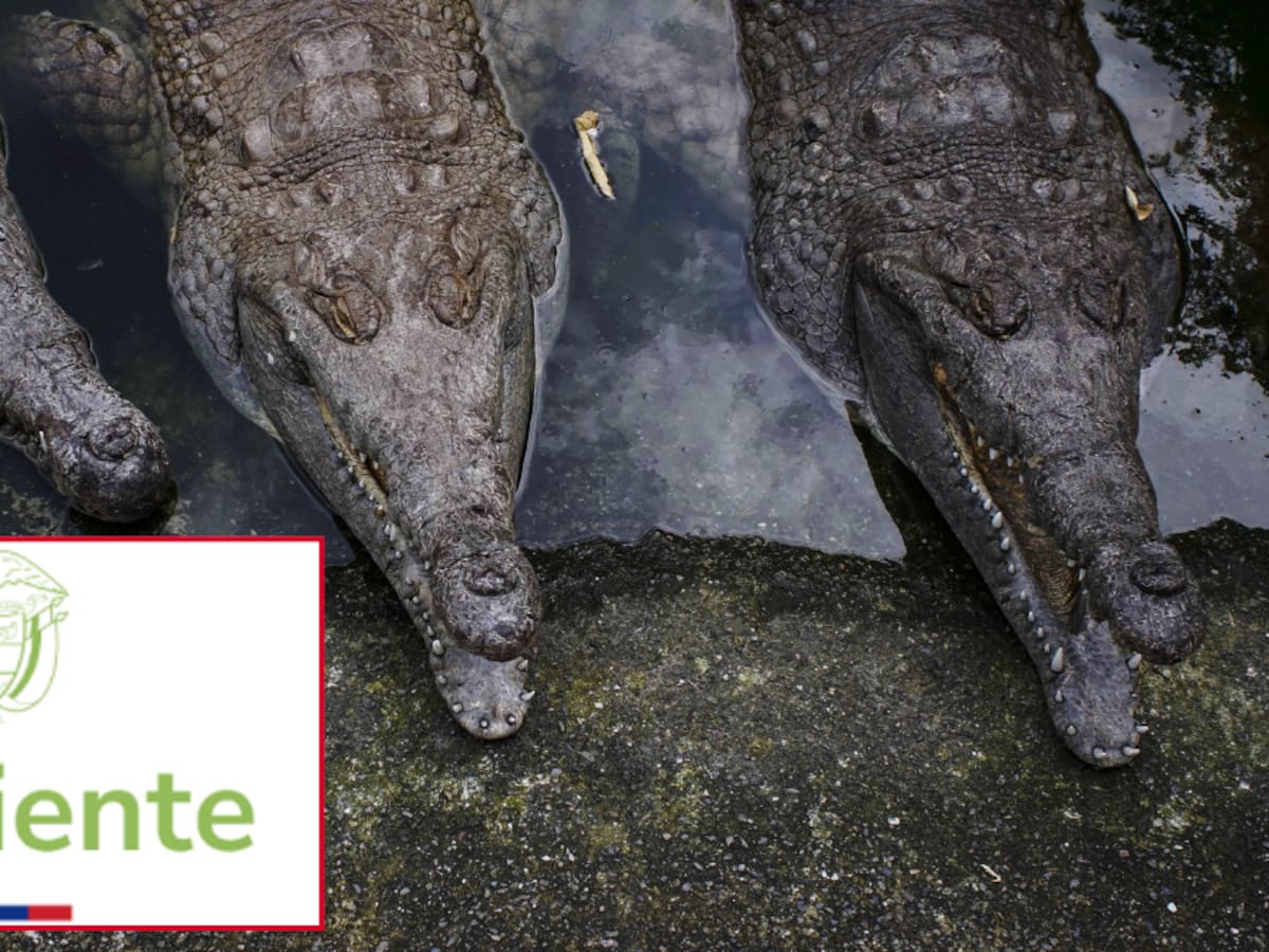 ¿Y MinAmbiente? Cocodrilos en riesgo de extinción no reciben comida ni atención médica desde enero