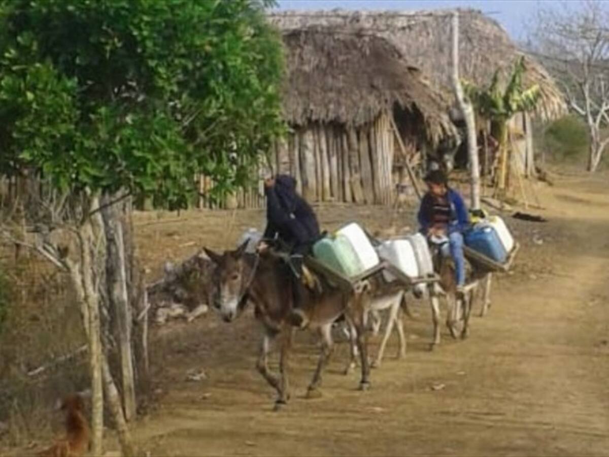 Reportan muerte de animales por intensa sequía en Córdoba