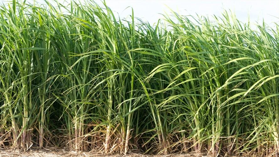 Esta entrega corresponde al Proyecto Integral de Desarrollo Agropecuario y Rural . Foto: Getty Images