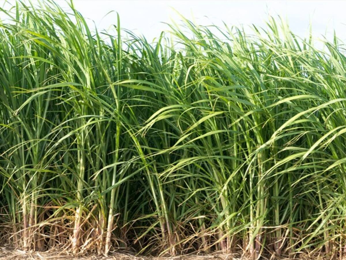 Con millonaria inversión el Gobierno espera ayudar a familias cañeras en Cundinamarca