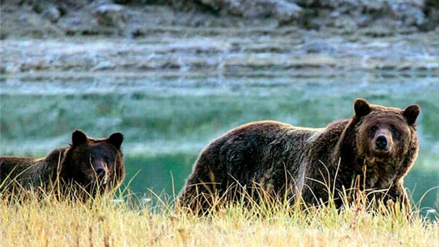 Oso Grizlly. Foto: AFP / Mujer quiso tomarse una foto con un oso y terminó en la cárcel