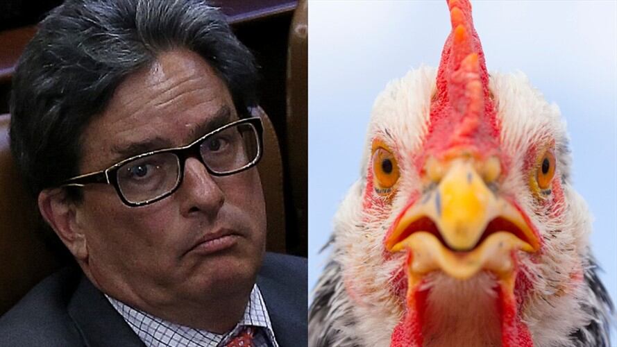 Ministro de Hacienda, Alberto Carrasquilla, e imagen de referencia de un gallo. Foto: Colprensa - Camila Díaz / Getty Images - Fernando Trabanco