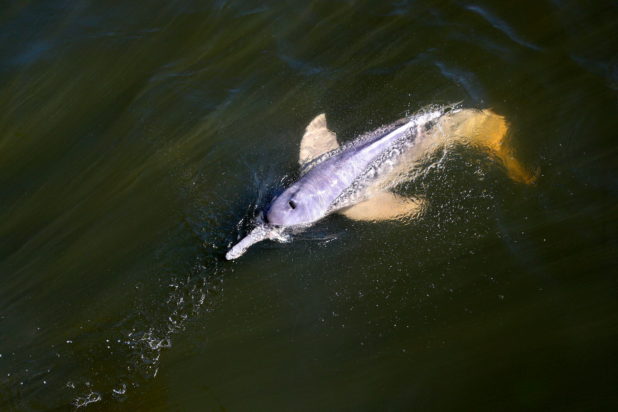 Delfines en el Amazonas. (Inia geoffrensis ) pictured in Tapajós River