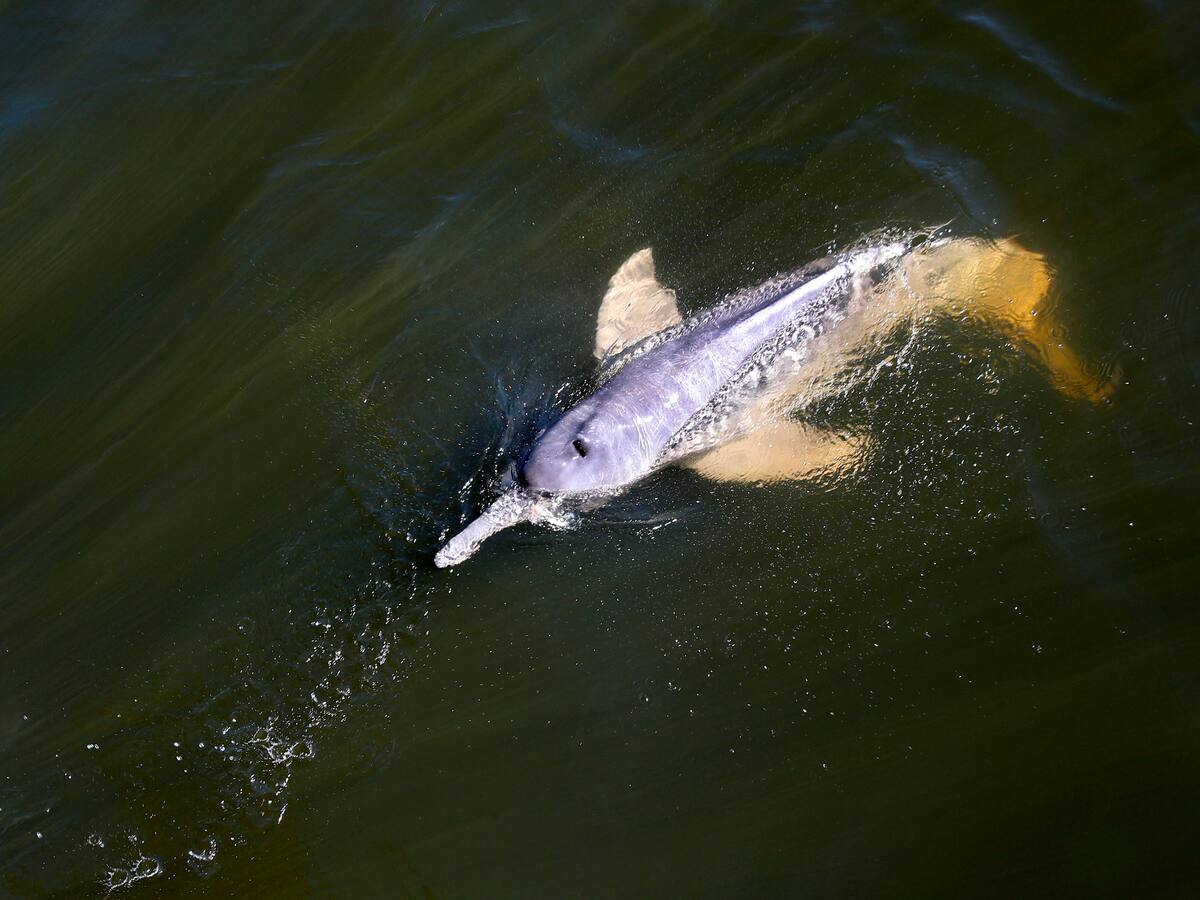 Riesgo de muerte en los delfines del amazonas aumenta por la sequía de la región