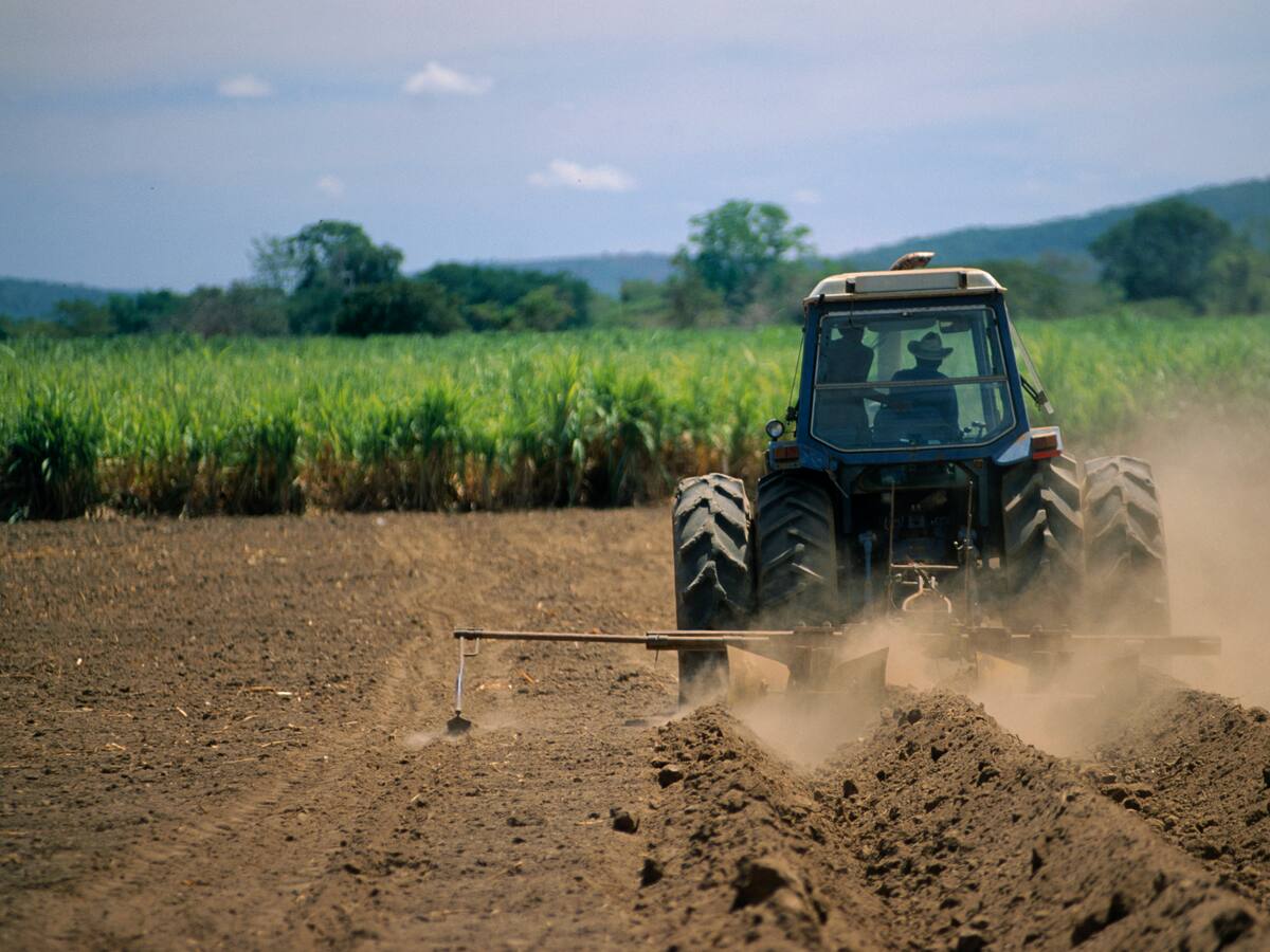Degradación de los suelos y disminución de cultivos, el problema que buscan combatir desde la FAO