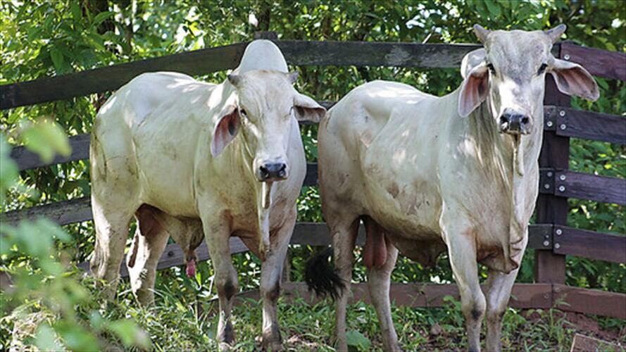 Imagen de referencia robo de ganado. Foto: Colprensa