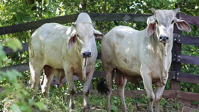 Moniquirá: Recompensas y medidas especiales de seguridad por incremento de robo de ganado. Foto: Colprensa