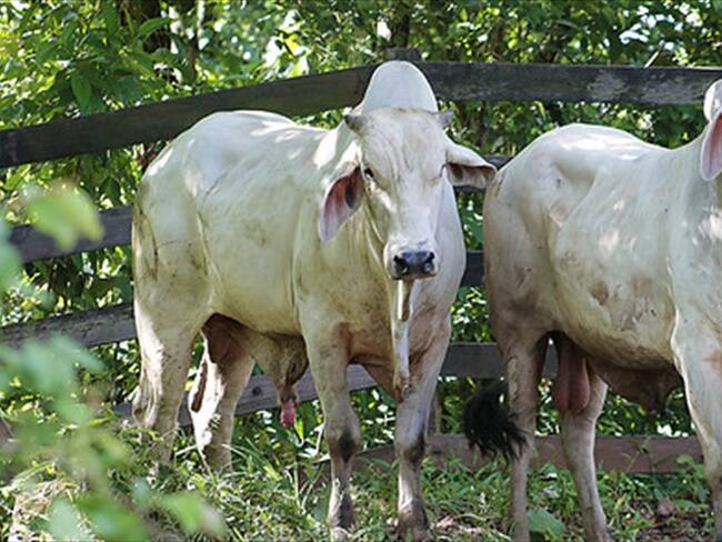 Moniquirá: Recompensas y medidas especiales de seguridad por incremento de robo de ganado. Foto: Colprensa