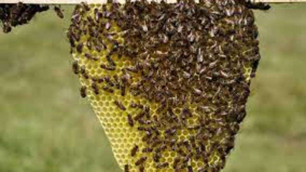 Durante una procesión en Duitama, un enjambre de abejas atacó a feligreses