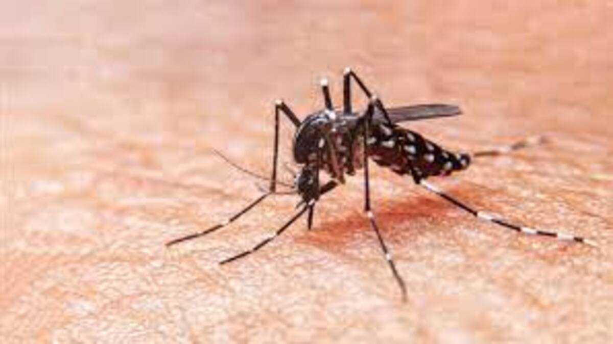 Por dengue han muerto dos personas en Bucaramanga