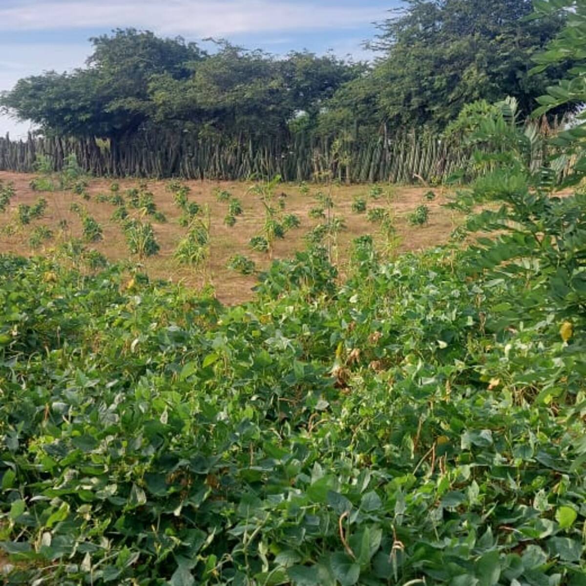 Misión Guajira un año después: Frijoles guajiros sembrados por la misma comunidad
