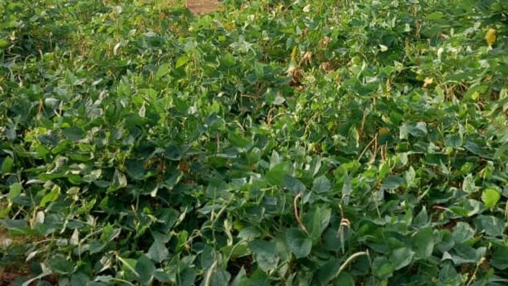 Misión Guajira un año después: Frijoles guajiros sembrados por la misma comunidad