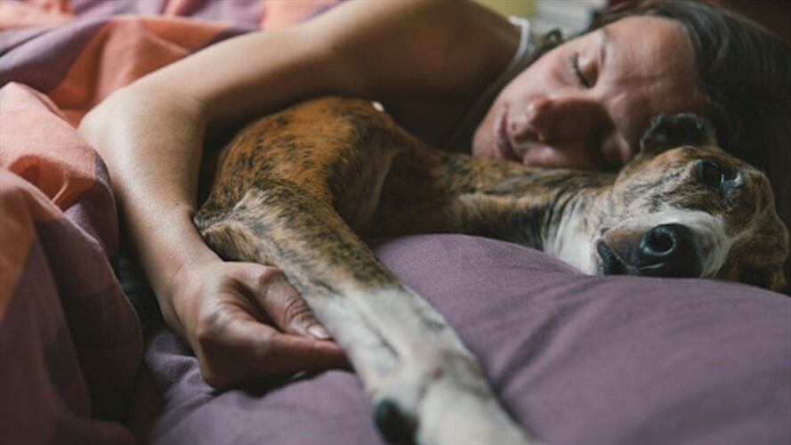 Un estudio determinó que dormir con los animales hace sentir seguridad y tranquilidad a los humanos.. Foto: Getty Images