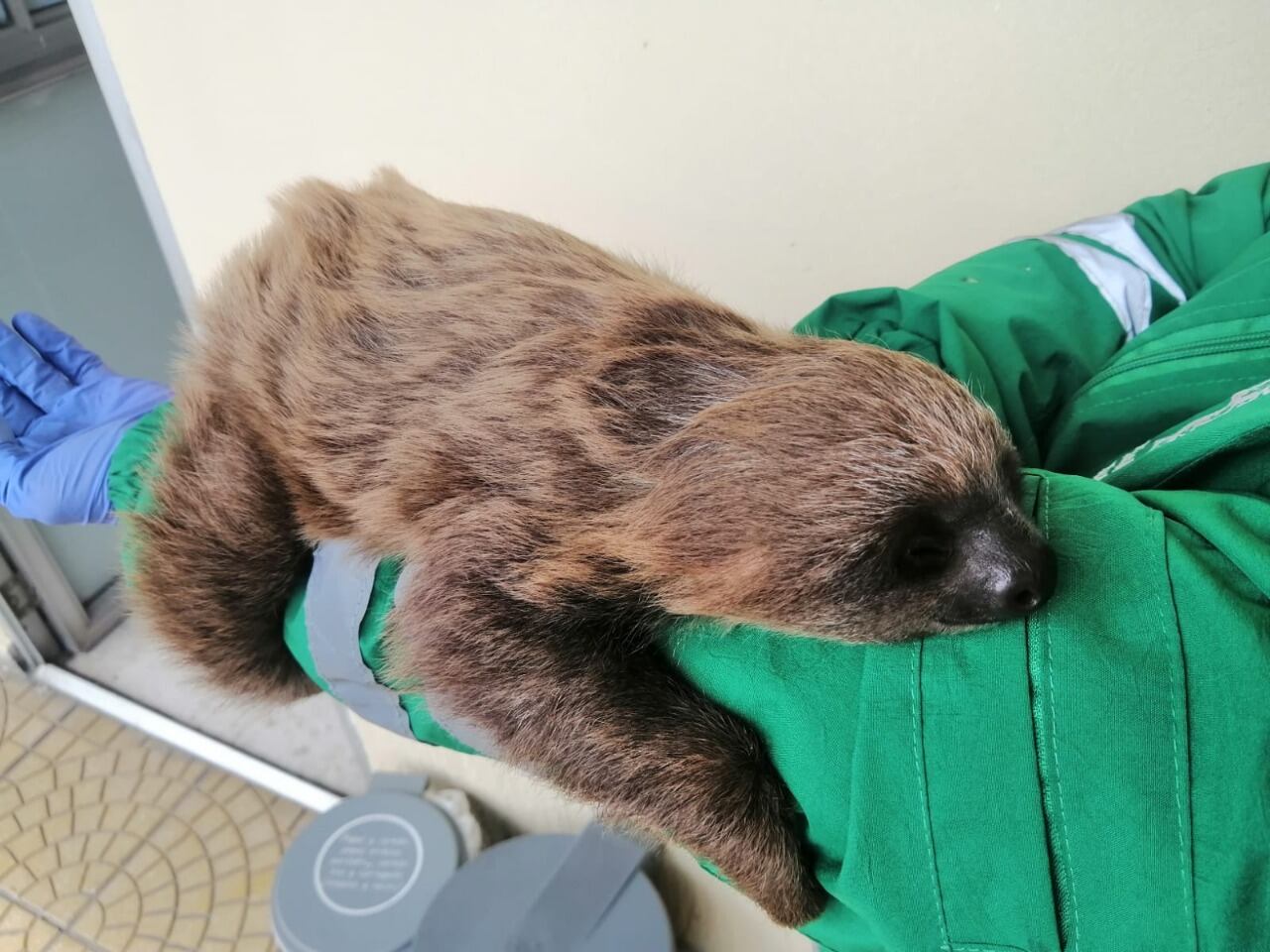 Rescatan a un perezoso en Bogotá: Foto: Cortesía Secretaría de Ambiente