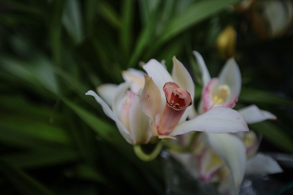 Orquídea imagen de referencia. Foto: Getty Images.
