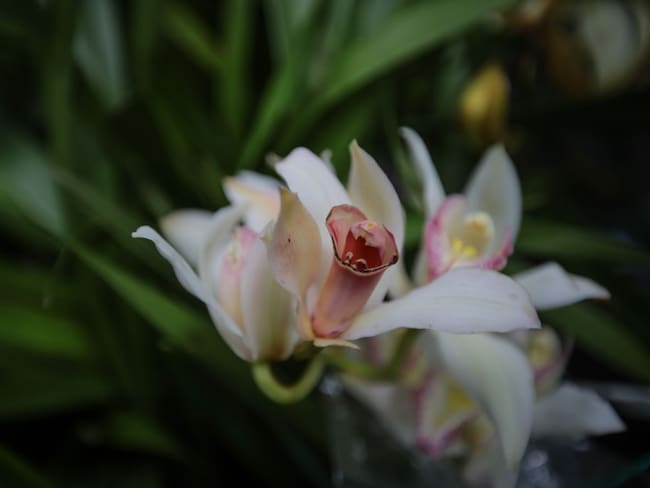 Orquídea imagen de referencia. Foto: Getty Images.