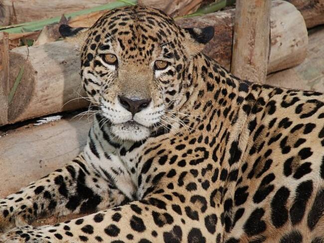 Hallan primer jaguar en bosques de Cundinamarca. Foto: Colprensa