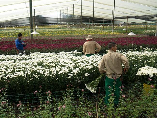 Exportador de flores denuncia bloqueo por parte de autoridades jamaiquinas