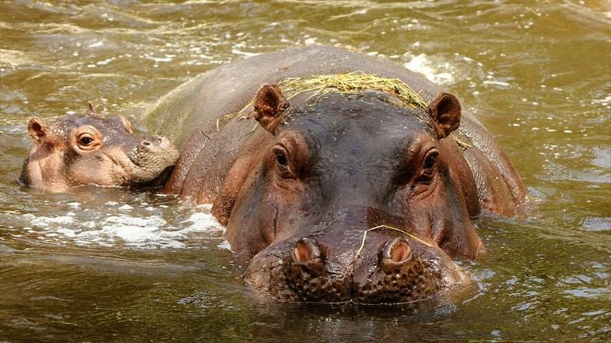Hipopótamos . Foto: