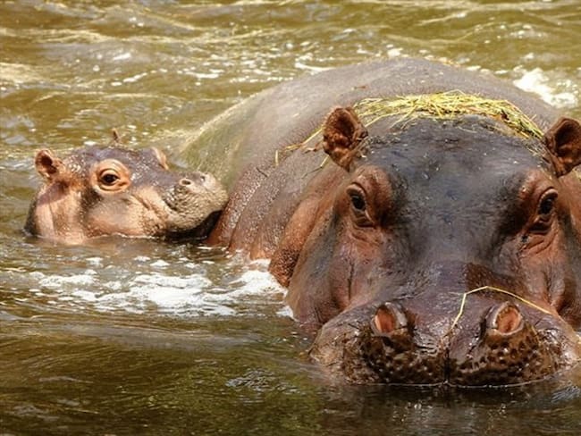 Hipopótamos . Foto: