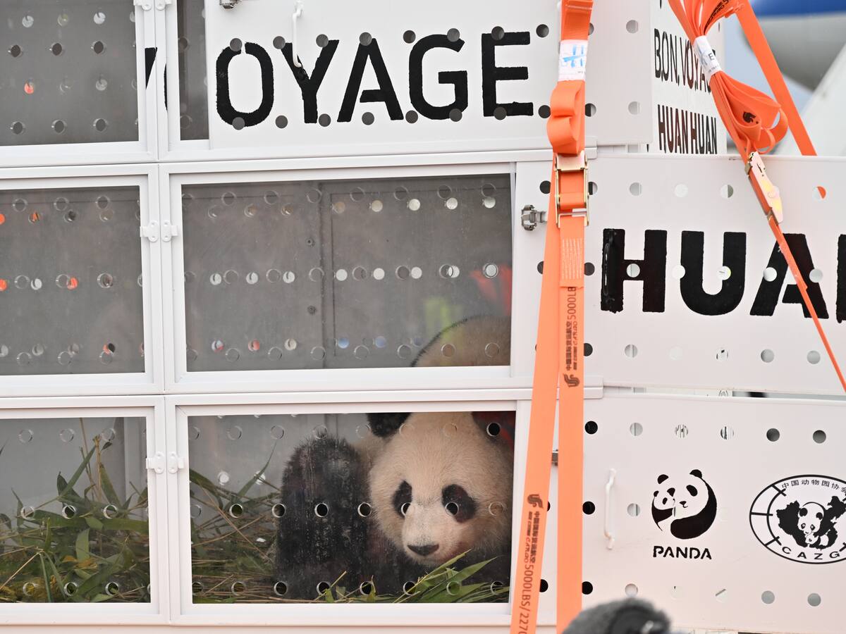 Francia despidió a una popular pareja de pandas que irán de regreso a China
