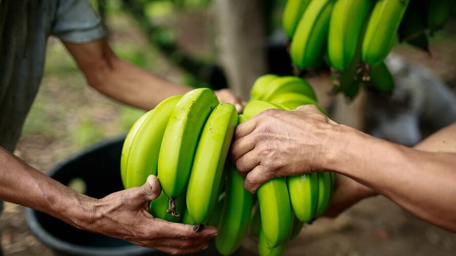 Bananeros del país intensifican control y prevención ante posible plaga en sus cultivos. Foto: Colprensa