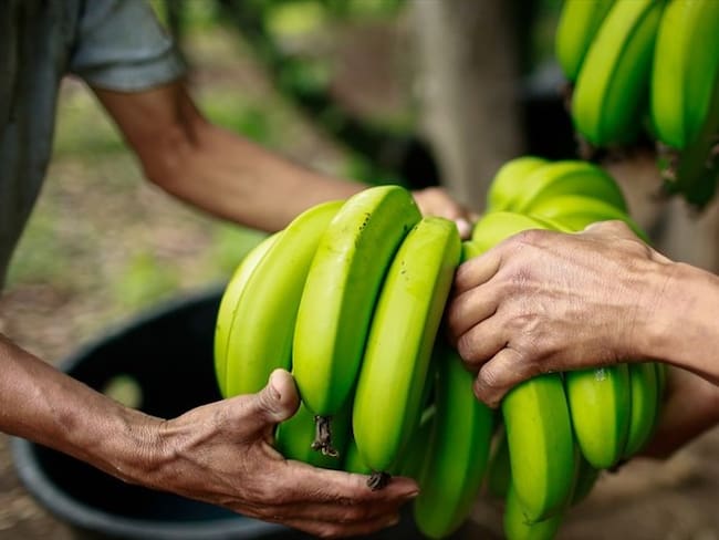 Bananeros del país intensifican control y prevención ante posible plaga en sus cultivos. Foto: Colprensa