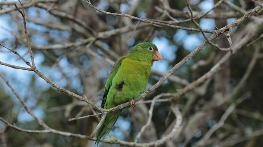 Fueron encontradas aves (50), reptiles (61) y anfibios, los cuales fueron retornados a sus ecosistemas. Foto: Colprensa