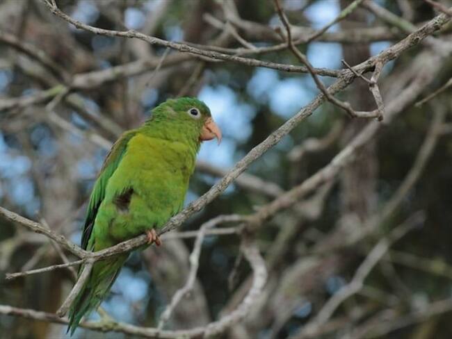 Fueron encontradas aves (50), reptiles (61) y anfibios, los cuales fueron retornados a sus ecosistemas. Foto: Colprensa