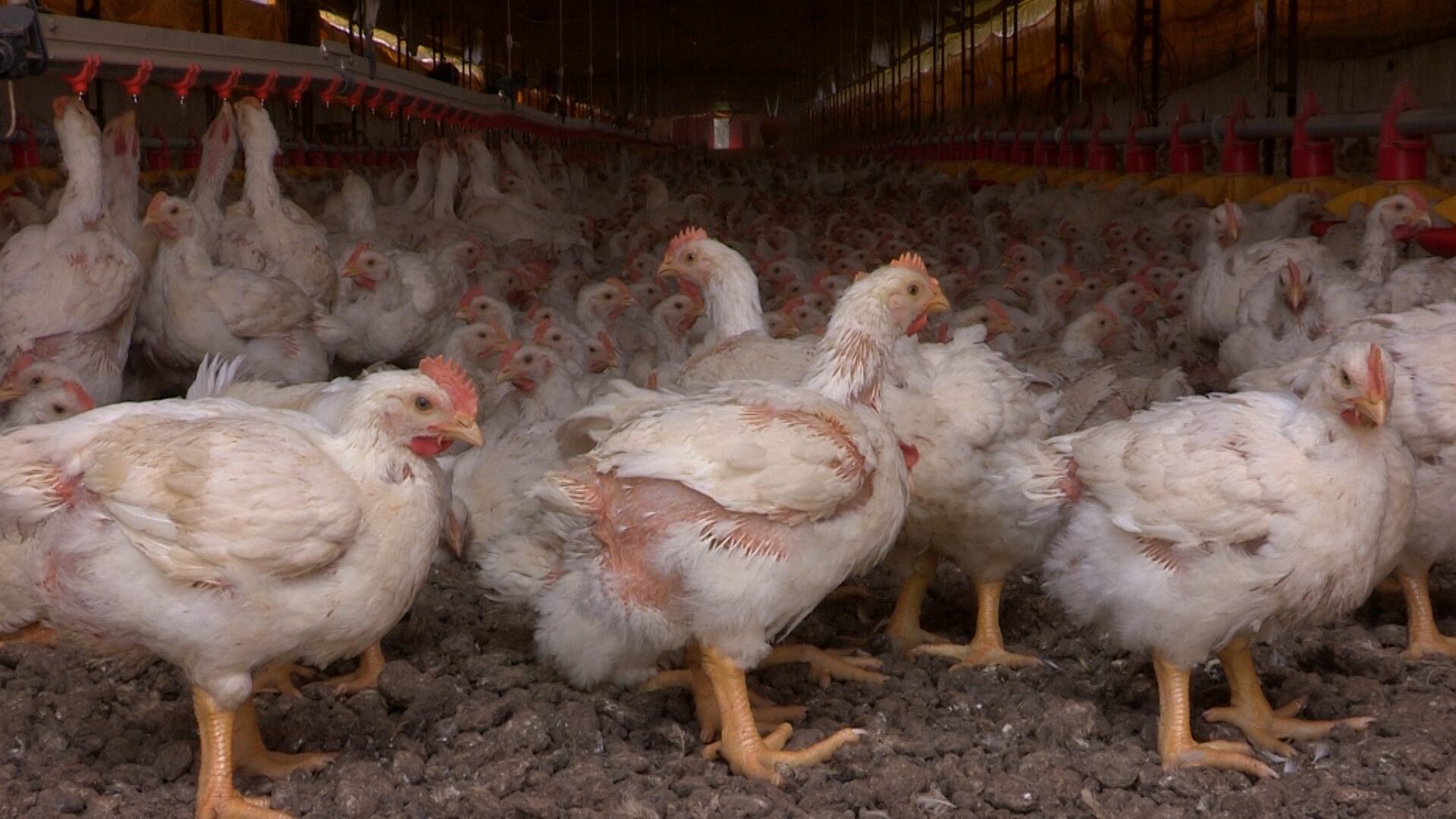 El ICA suspendió temporalmente importaciones de productos avícolas desde parte de Brasil