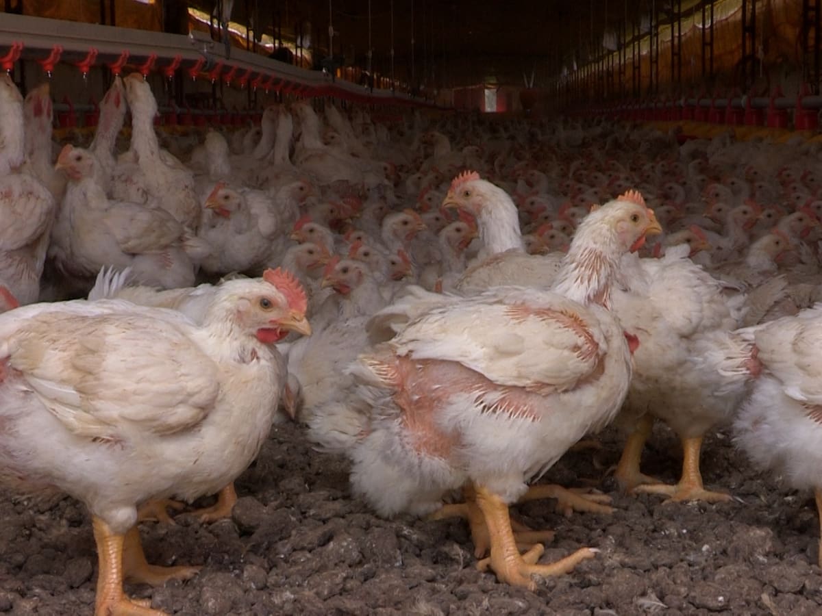 El ICA suspendió temporalmente importaciones de productos avícolas desde parte de Brasil