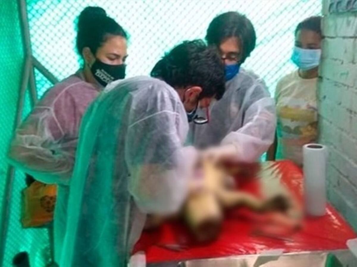 Investigan la muerte de una babilla en humedal de Cali