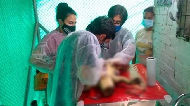 Un informe preliminar indica que el reptil tenía en su intestino una bolsa con heces de perro. Foto: Alcaldía de Cali